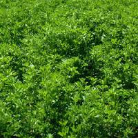 Alfalfa