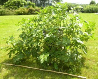 Grow-Bag-Special-aardappelplant-scaled-e1601303646958-344x279 Grow-Bag-Special-aardappelplant-scaled-e1601303646958-344x279
