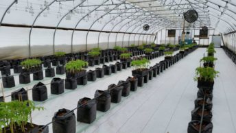 grow-bag-in-serre-march-farm-ready-to-plant-e1569231418869 grow-bag-in-serre-march-farm-ready-to-plant-e1569231418869