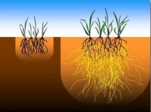 mycorrhiza-met-en-zonder-e1582725750487-300x224