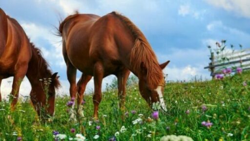 Paarden-grazen Gezond gras voor paarden