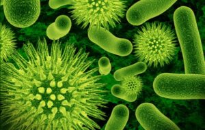 Bacteria-voorbeeld-300x191