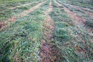 gemaaid-gras-300x200