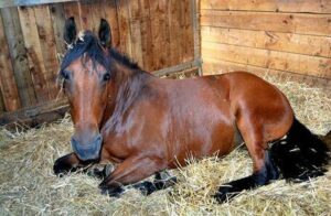 paard-in-de-stal-e1637669273696-300x196