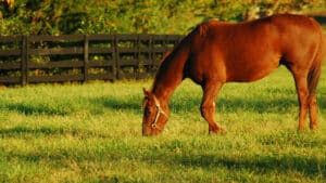 paard-in-wei-300x169