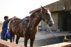 paard-wassen-300x200