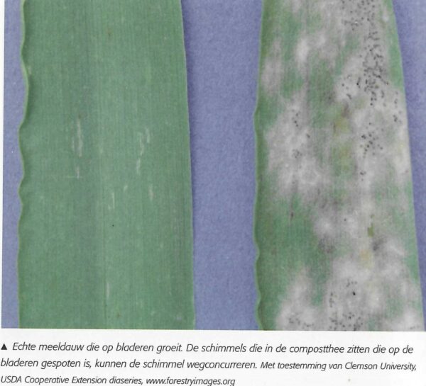 compostthee-meeldauw-verwijderen-e1615380448185